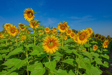Beautiful Sunflowers In The Field With Bright Blue Sky