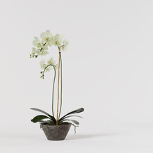 Decorative Orchid Green  In Concrete Pot Isolated On White Background.