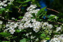 White Hawthorn Flowers On Tree Branch