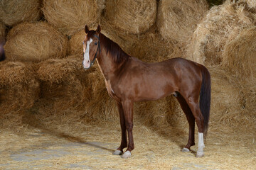 Wall Mural - Arabian horse in Turkey. 