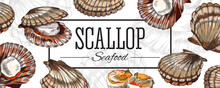 Scallop Seafood Banner Or Poster In Hand Drawn Sketch Style, Vector Illustration On White Background.