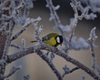 Great tit (Parus major) on a frosted pear tree.