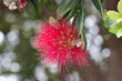 Macro closeup of a Rata Tree Flower, New Zealand
