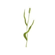 Timothy Grass. Phleum Pratense, Wild Plant. Botanical Drawing Of Field Flower. Green Thin Tall Stem With Leaf And Spikelet. Colored Flat Vector Illustration Isolated On White Background