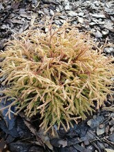 Low Dwarf Yellow And Orange Thuja Golden Tuffet With An Unusual Braided Needles On A Mulched Garden Bed Top View