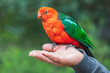 © Westend61 - King parrot perching on man's hand