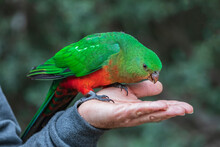 Tourist Feeding King Parrot On Hand