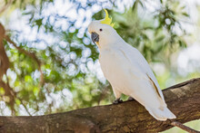 Sulphur-crested Cockatoo (Cacatua Galerita) Perching On Tree Branch