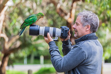 Photographer Looking At King Parrot Perching On Camera Lens