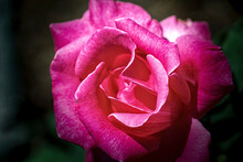 Pink Tea Rose With Dark Background