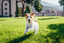 Jack Russell Terrier Dog Running On Lawn At Sunny Day