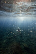 © Westend61 - Man swimming over ocean floor undersea