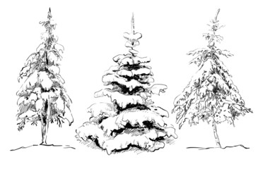 Hand drawing pine set. Vector illustration