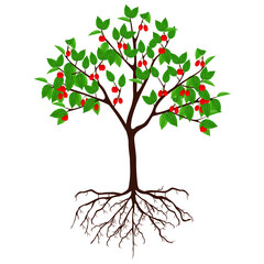 Wall Mural - Dogwood tree with fruits and roots on a white background.