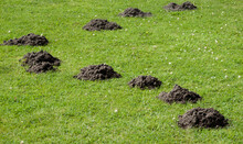 Molehills On Ground.