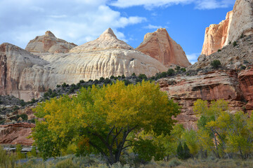 Wall Mural - fern's nipple  rock formation and changing cottonwood trees  in the fall in capitol reef national park, utah