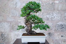 Scarlet Firethorn (Pyracantha Coccinea) Bonsai Tree Against A Stone Wall