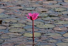 Beautiful Nature Of Pink And Red Lotus Flowers In Big Swamp Like Flowers Of Landscapes On Backgrounds
