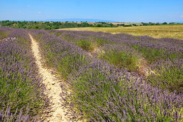 Canvas Print - Lavendel bei Valensole, Provence