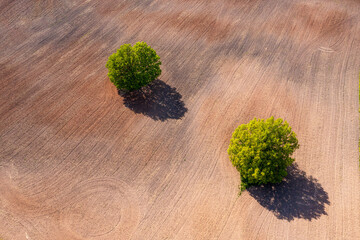 top down aerial view on a two trees in the middle of a cultivated field, field with tractor tracks