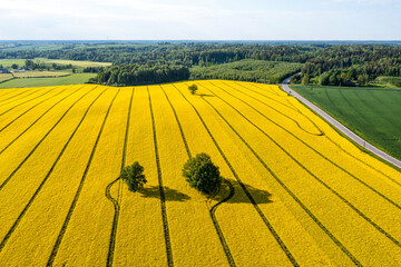 green trees in the middle of a large flowering yellow repe field, aerial view