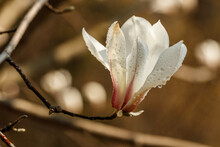 Beautiful Magnolia Flowers With Water Droplets