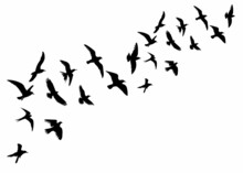 Silhouette Of Flying Flock Of Birds Isolated, Vector