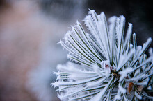 Under The Environment Of Snowy Weather In Winter, The Branches And Leaves Of Plants Are Covered With Frost