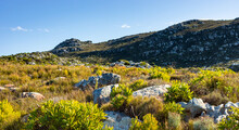 Rugged Mountain Landscape With Fynbos Flora In Cape Town