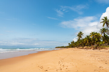 Wall Mural - View of tropical wild beach in the northeastern region of Brazil