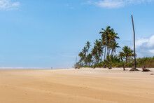 Palm Trees On Sand Dunes In Brazil