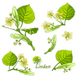 Fototapeta Pokój dzieciecy - linden herbal illustration. Hand drawn botanical sketch style. Good for using in packaging - tea, oil, cosmetics etc. 