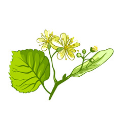 Canvas Print - linden herbal illustration. Hand drawn botanical sketch style. Good for using in packaging - tea, oil, cosmetics etc. 