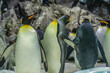 Pinguins sur la banquise