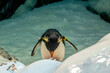 Pinguins sur la banquise