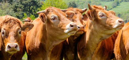 portraits de vaches