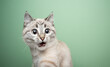 funny cat looking shocked with mouth open portrait on green background