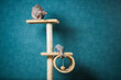 couple of sphinx cats playing on indoor equipment at blue wall background