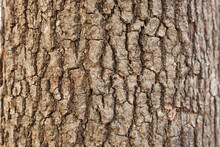 Background Picture Of Tree Bark, Tree Structure