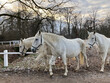 White horses in the national stud farm in Kladruby