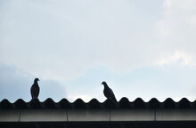 Pigeon Couple Standing On Carved Roof
