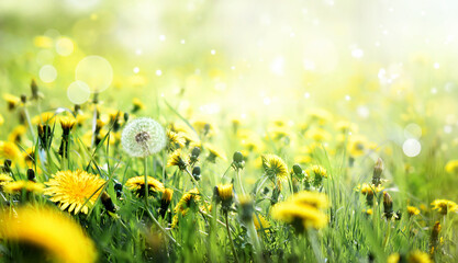 Wall Mural - a field of yellow dandelions in a meadow with sunlight