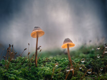 Zwei Kleine Pilze Mit Gelb Strahlenden Kappen Stehen Im Moos. Die Spurenkapseln Sind Mit Leuchtenden Wassertropfen Besetzt.
