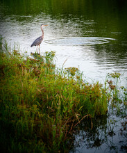USA, Florida, Boca Raton, Great Blue Heron (Ardea herodias) in Pond