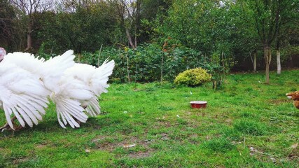 Pair of white turkeys on green lawn in autumn garden. Two big broad breasted white turkey walking at farm, rural landscape