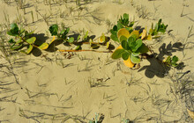Gullfeed Or Beach Berry Is A Succulent Which Grows On Coastal Dunes In The Tropics And Subtropics