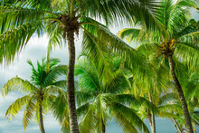 Caribbean, Palm Trees Against Sky