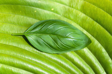Basil Leaf On Large Green Leaf
