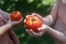 Close-up Of Boys (6-7) And Girls (8-9) Hands Holding Ripe Tomatoes