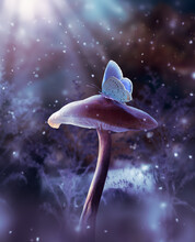 Fantasy Mushroom And Blue Butterfly In Enchanted Fairy Tale Dreamy Elf Forest, Fabulous Fairytale Deep Dark Wood And Moon Rays In Night, Mysterious Nature Background With Magical Glade In First Snow.